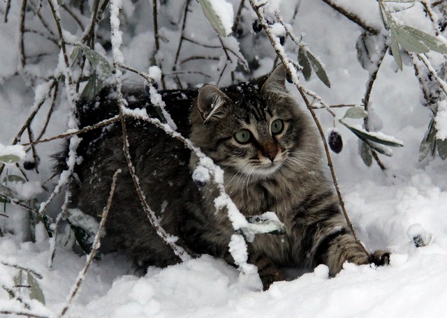 Карлы һәм салкын "Ольга" Татарстанда һава торышын билгеләячәк