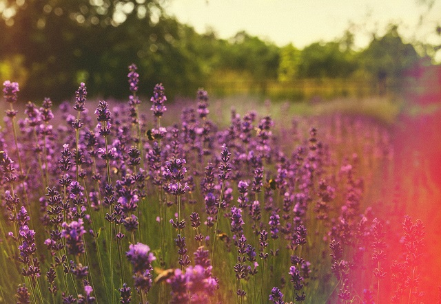 Вильфанд назвал дату прихода 30-градусной жары в центр РФ