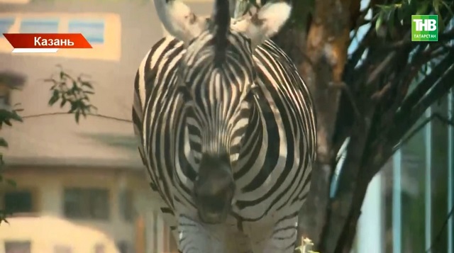 Пополнение в Казанском зоопарке: что ждет историческую часть и какие новые обитатели появятся