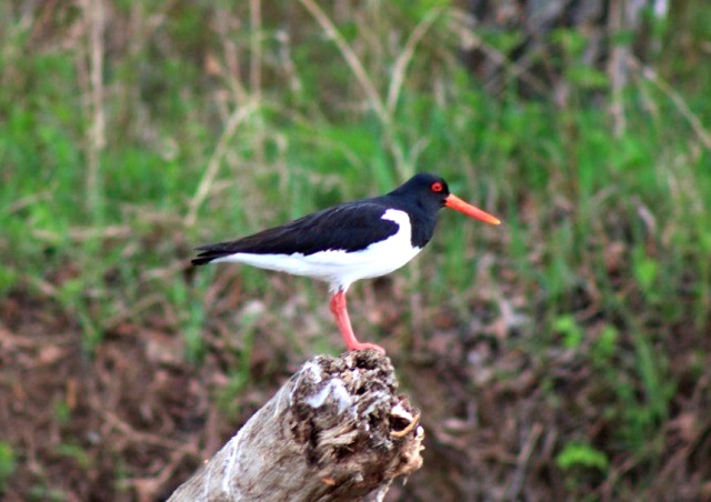 Стало известно место обитания краснокнижных птиц в Татарстане