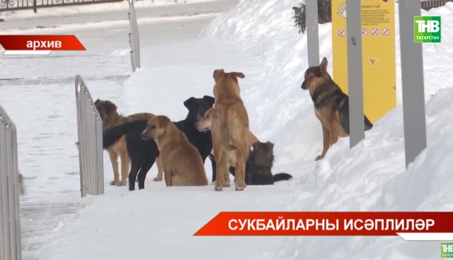 Казанда сукбай этләрне саный башладылар - видео