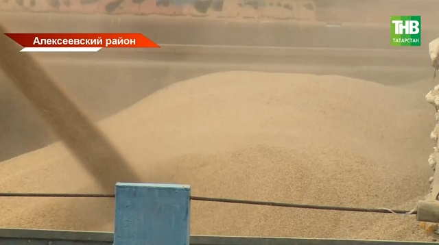 Татарстанское зерно нового урожая начали экспортировать за рубеж