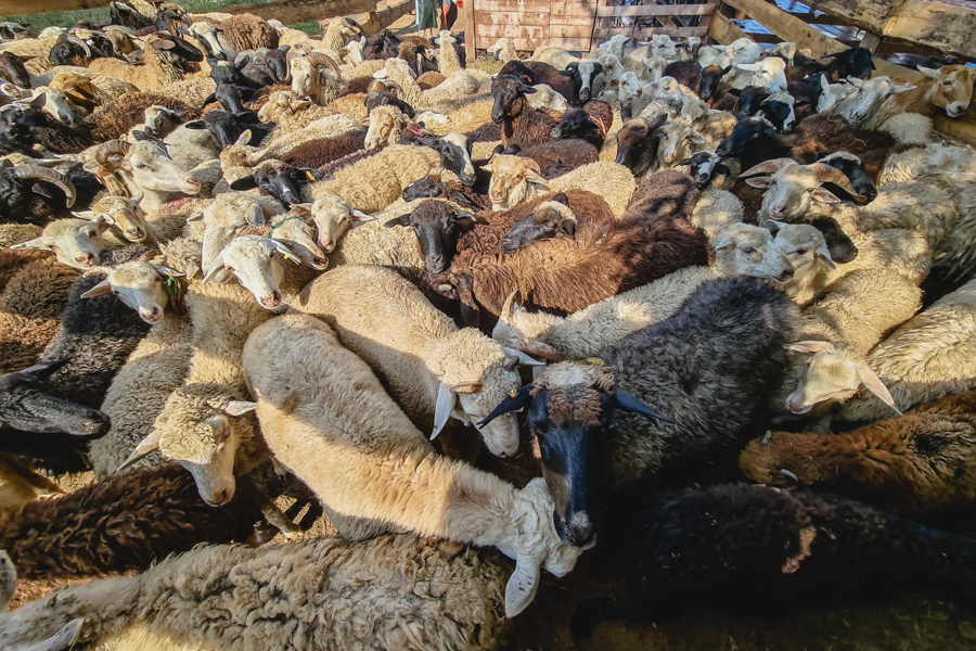  Корбан нисабын, вакыты узганнан соң, ничек итеп бирергә кирәк? Корбан чалырга ярыймы?