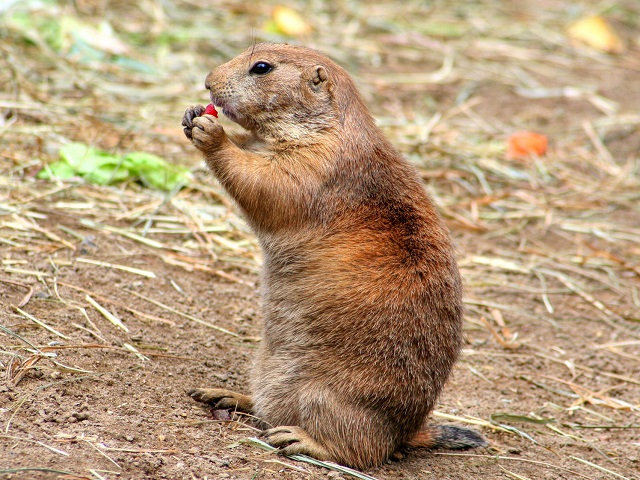 «Колония сурков» появилась в одном из районов Татарстана