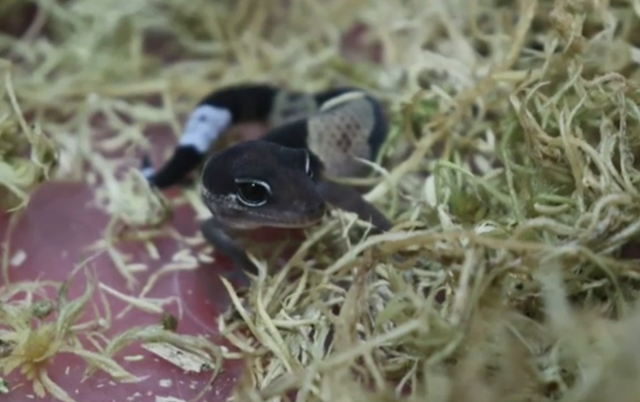 Детеныш поясохвостого векоподвижного геккона появился на свет в Казанском зоопарке