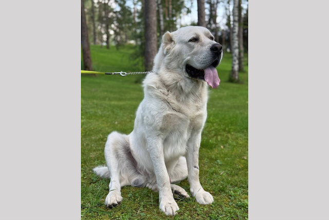 «Акдуска рәхәт»: Минниханов поделился фото с прогулки со своим любимцем
