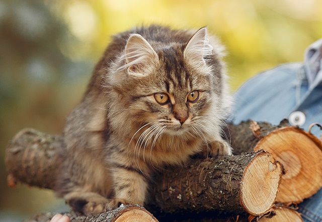 Эш атнасы уртасында Татарстанда яңгырлар явачак
