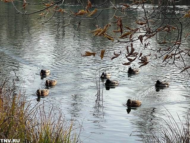 Дожди и понижение атмосферного давления в Татарстане анонсировал синоптик