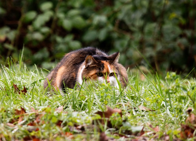 Похолодание до -2 градусов накроет Татарстан в начале выходных