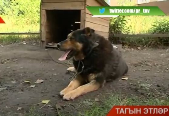 Татарстанда тагын бер баланы эт талаган