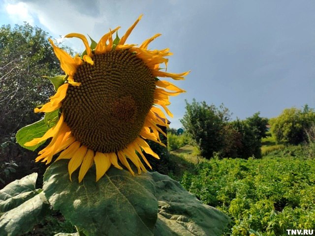 Изнуряющая жара, град и ливни ожидаются в Татарстане 4 августа