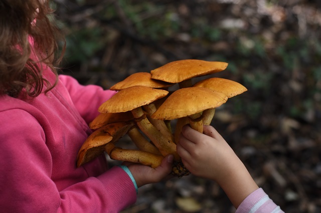 Жителям Татарстана разъяснили, кому противопоказано есть грибы