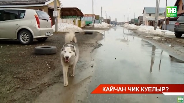 Яшел Үзән районында яшәүчеләрне сукбай этләр куркуда тота