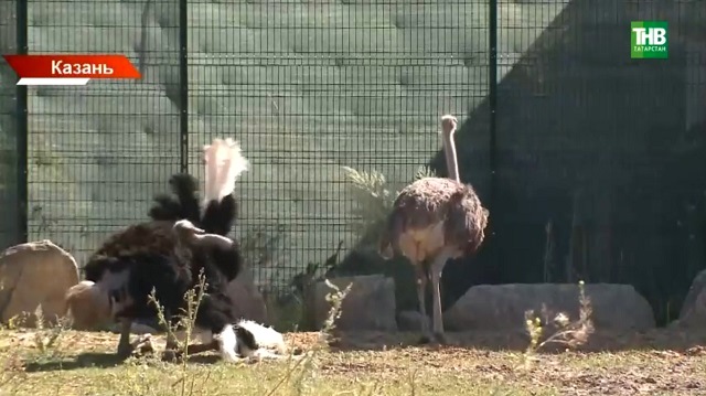 Африканских страусов Ричарда и Блонди заселили к сородичам в казанском зоопарке