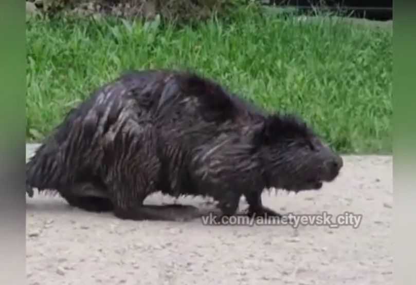 Бобер устроил прогулку по парку Альметьевска - видео