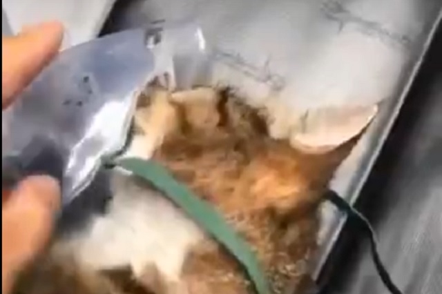 В Татарстане сняли на видео спасение кошки, надышавшейся угарным газом на пожаре