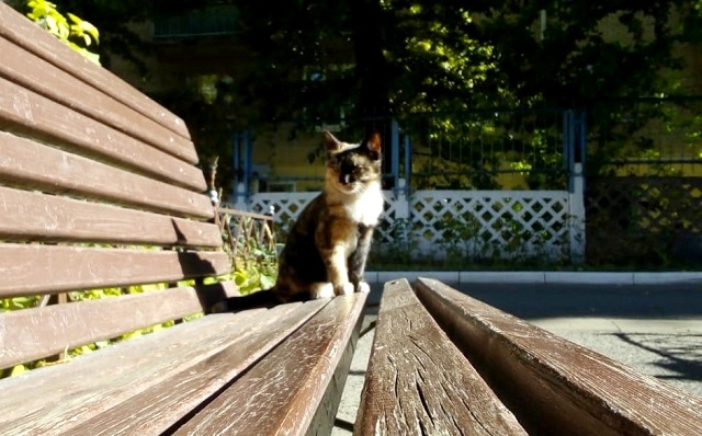 Иртәгә Татарстанда һава +16 градуска кадәр җылыначак