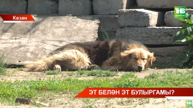 Эт белән эт булыргамы? 