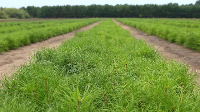 В Татарстане проверяют качество лесных саженцев в рамках нацпроекта