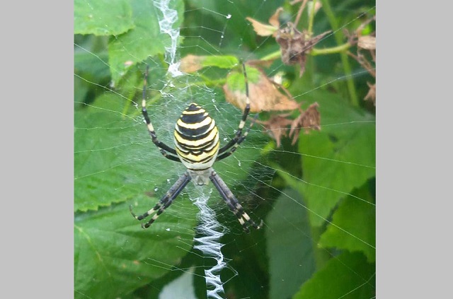 Страдающим аллергией лучше предостеречься: пауки-осы атакуют еще один город Татарстана