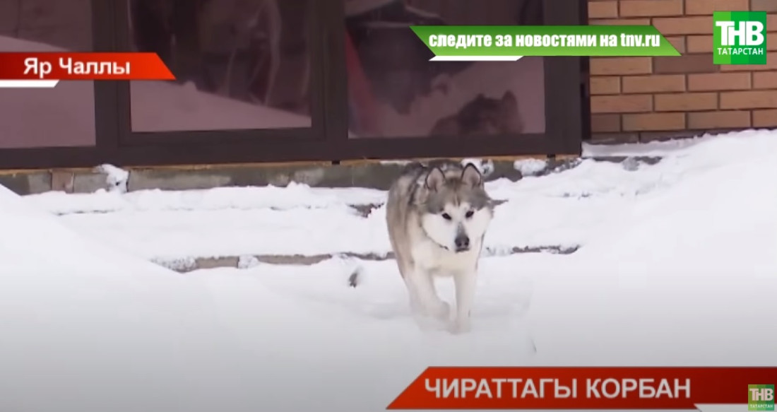 Чаллыда 3 яшьлек баланың борынын эт тешләгән