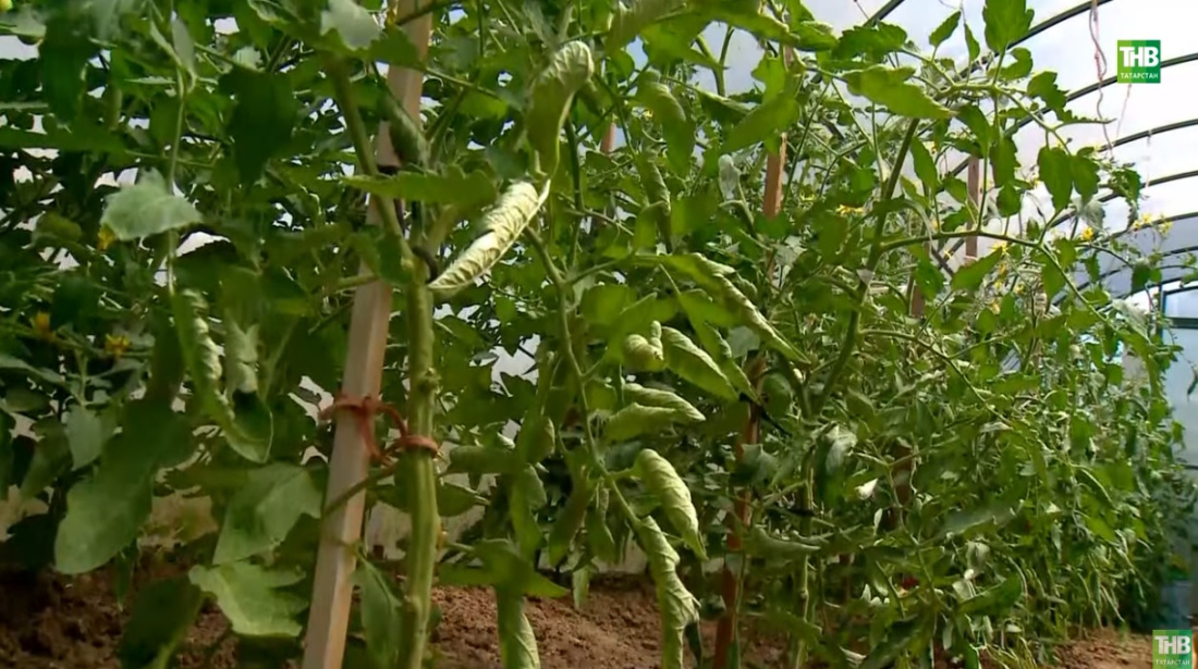 Помидорлар үстерү буенча бакчачы киңәше - видео