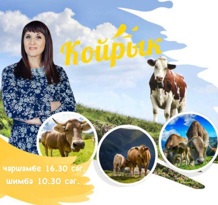 Сыер бозаулагач соңгылыгын (чүбен) ашаса нәрсә була?