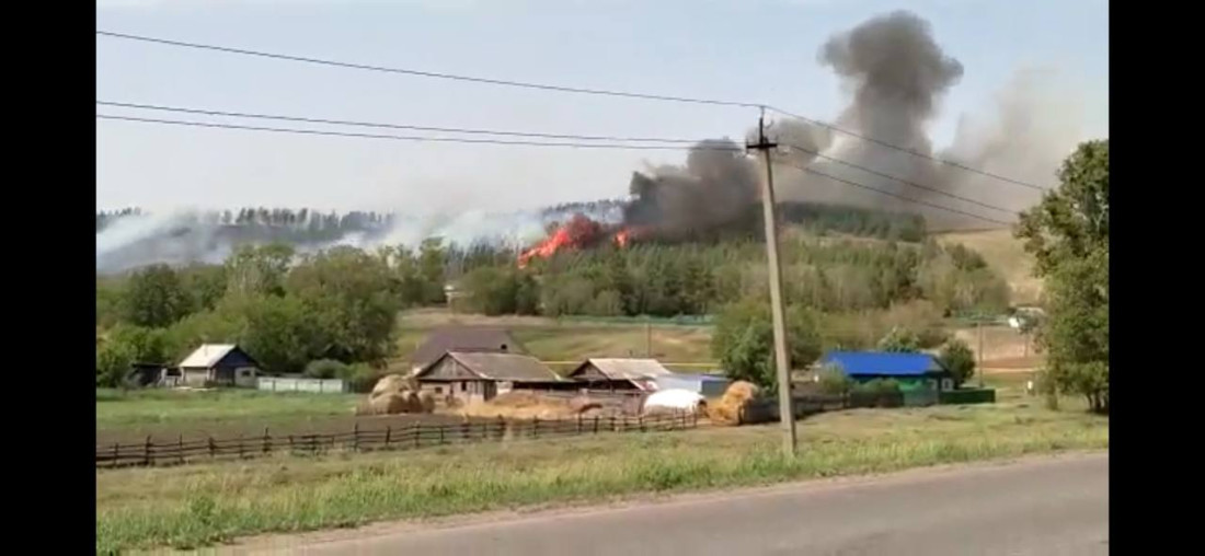 Азнакай урманында коры үлән яна башлаган