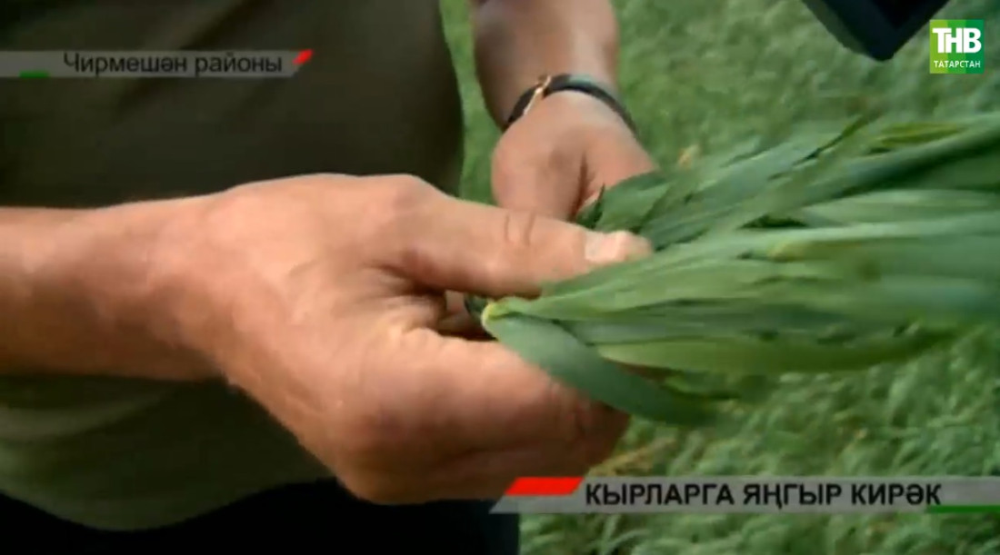 Татарстанның 10 районы корылык чигендә тора