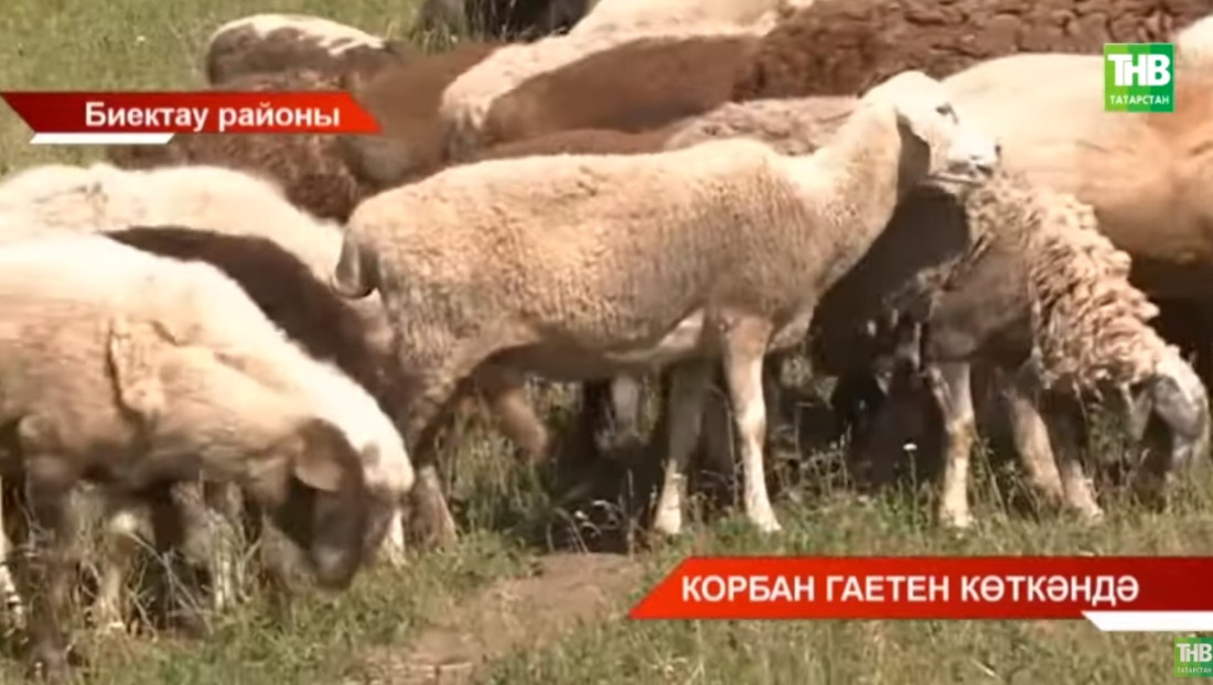 Гает вакытында Казанда корбан чалу урыннары билгеле - исемлек