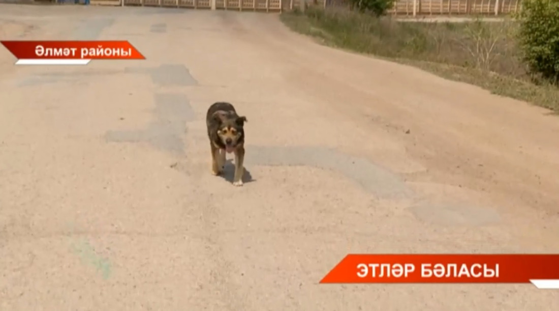 Әлмәт районы Урман-Кәләй авылы халкы кыргый этләрдән интегә