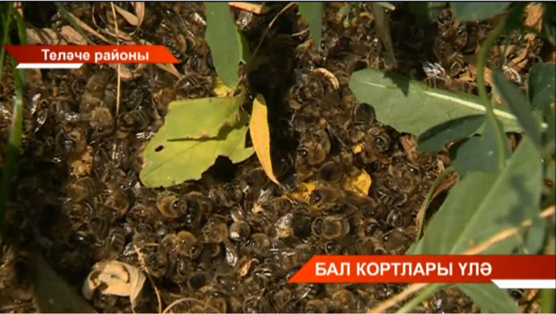 Теләче районының Әбде авылы җирлегендә 270 оя бал кортлары үлгән