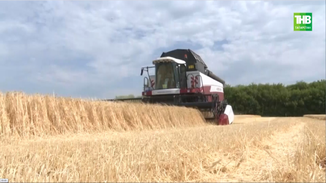 Татарстан кырларында урып-җыю эше бара