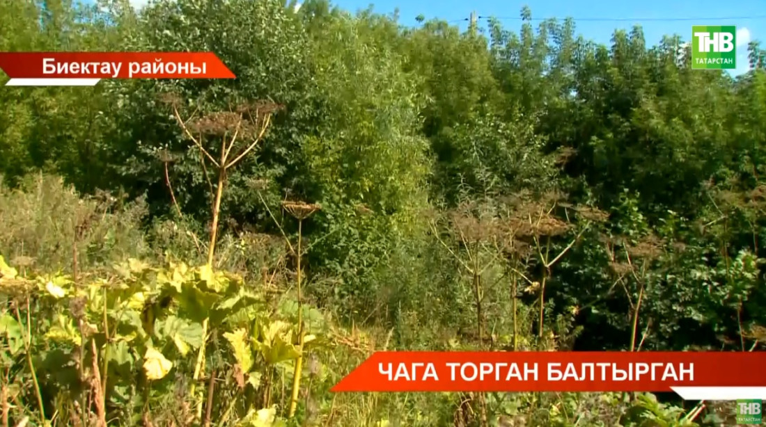 Республикада балтырган үсә торган мәйданнар арткан