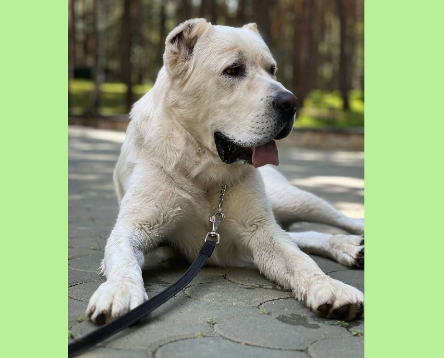 Минниханов поделился с подписчиками новым фото своего пса Акдуса