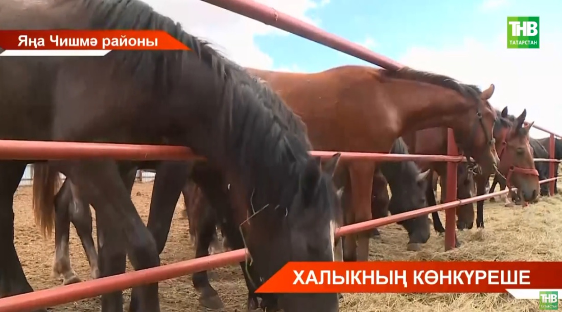Яңа Чишмә районында Татар ат заводы эшли