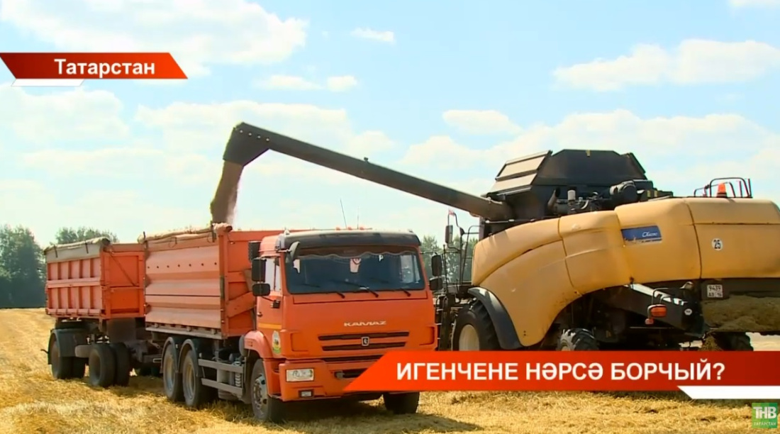 Бүгенгә игенчеләр 3 миллион 600 мең тонна ашлык җыеп алган - видео