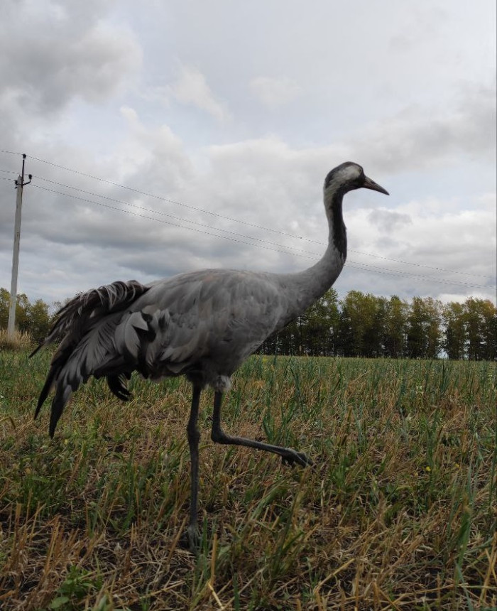 Кулга ияләшкән торна урманда йөри - видео