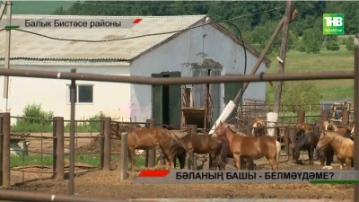 Авыллар тормышын үзгәрткән бруцеллез. Нигә хуҗалык тотучыларга хәзер искечә эшләү ярамый?
