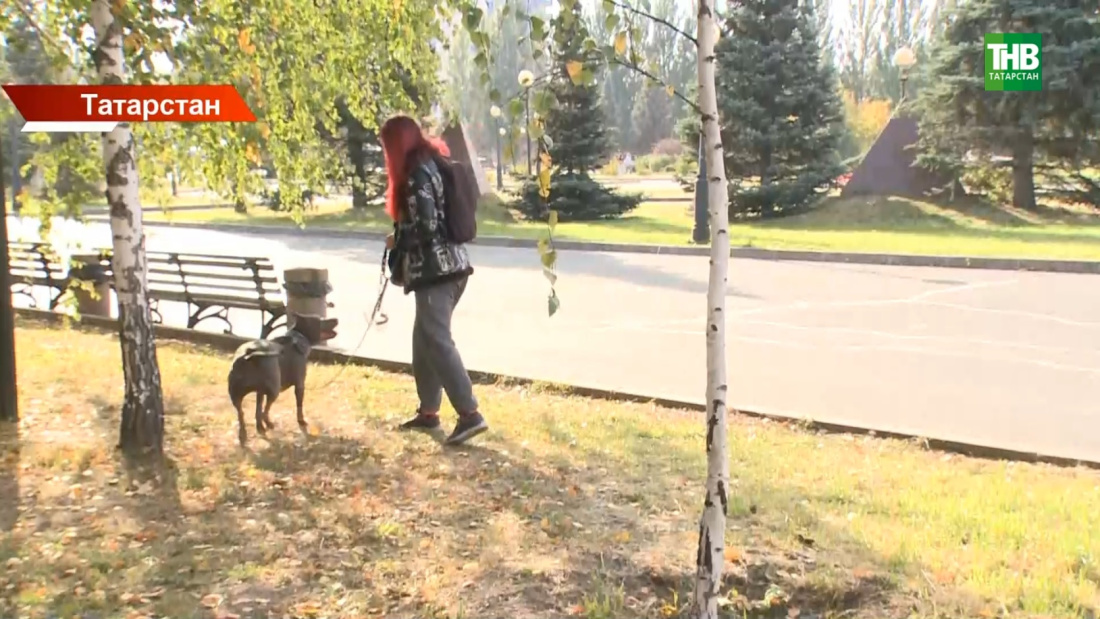 Татарстанда этләрне теркәү буенча яңа кагыйдәләр гамәлгә керә