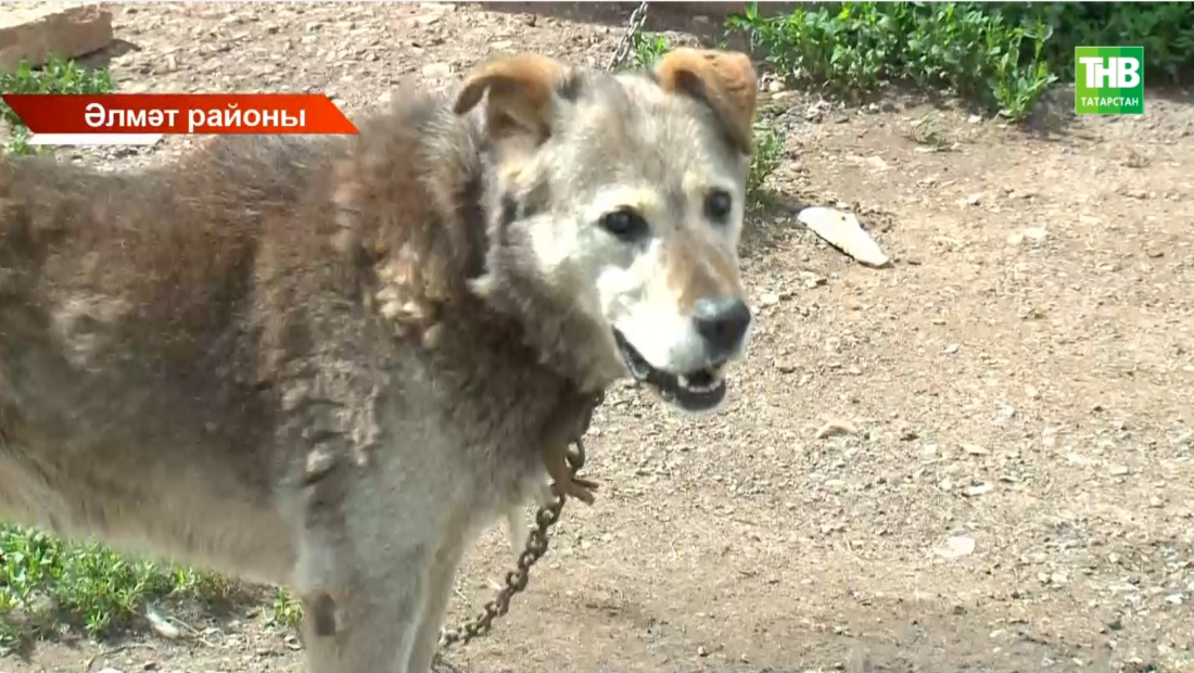 Әлмәт районында котыру авыруы ачыкланган