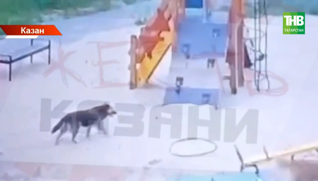 Казанның Җәүдәт Фәйзи урамында 8 яшьлек бала белән килеп чыккан хәлдән соң җинаять эше кузгатылды