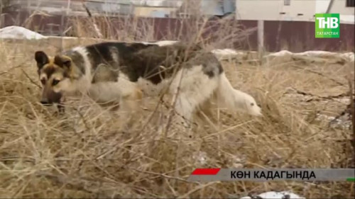 Россиядә 2024нче елда 27 баланы этләр талап үтергән: бу проблема нишләп хәл ителми?