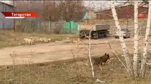 В Татарстане в 10 раз сократилось число желающих получить охотничий билет 