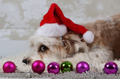 Ветеринар рассказал о главных опасностях новогодних праздников для питомцев