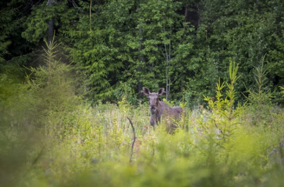 От дендрария-рекордсмена до сосен Шишкина: чем живут заповедники Татарстана