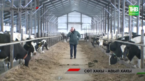 Сөткә бәя төшә! Сыерны бетерәсеме?