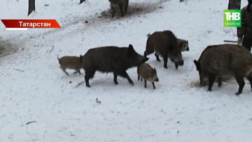 Лес меняется: новые хищники и рост популяций в республике