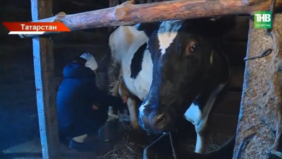 «Ситуация замороженная»: Татарстан может потерять звание молочного лидера России