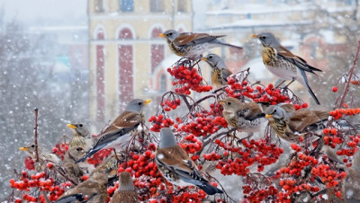«Пищевые войны» на рябине: как стаи дроздов вытесняют снегирей в Татарстане